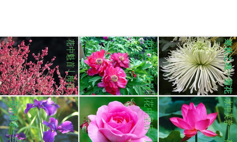 2014秋七年级生物上册 第五章 第五节 植物的开花和结果（第1课时）课件 苏教版