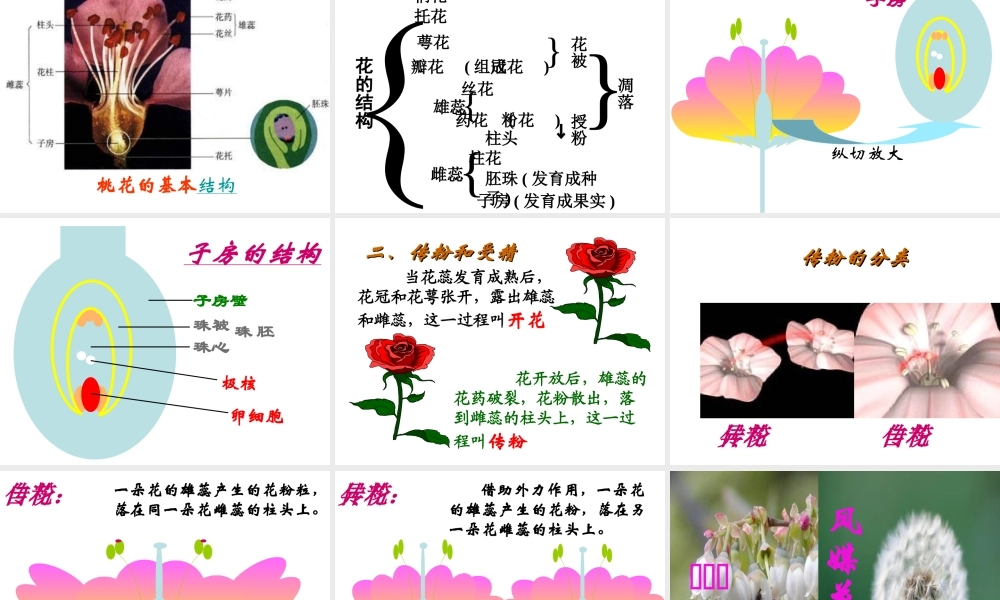 2014秋七年级生物上册 第五章 第五节 植物的开花和结果（第1课时）课件 苏教版