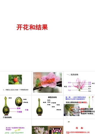 2014秋七年级生物上册 第五章 第五节 植物的开花和结果（第2课时）课件 苏教版