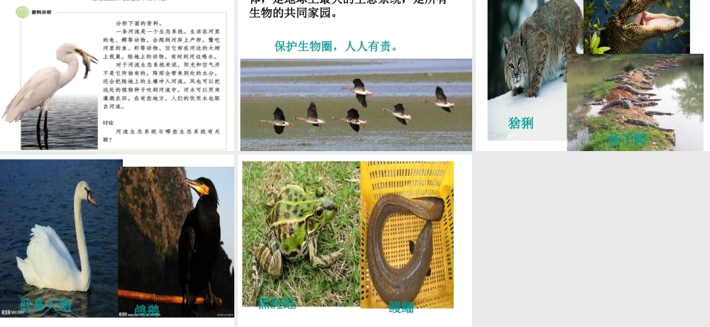 2014秋七年级生物上册 第一单元 第二章 第五节 生物圈是最大的生态系统（第1课时）课件 新人教版