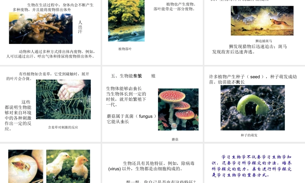 2014秋七年级生物上册 第一单元 第一章 第一节 生物的特征课件 新人教版