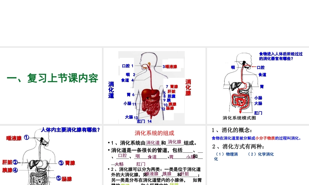 2014秋七年级生物下册 第四单元 第二章 第二节 消化和吸收（第1课时）课件 新人教版