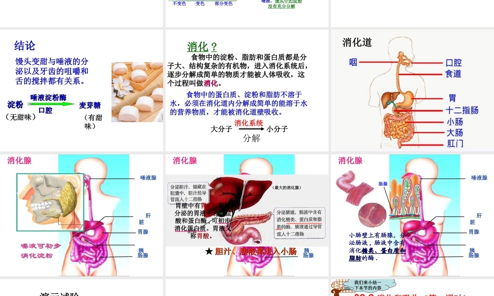 2014秋七年级生物下册 第四单元 第二章 第二节 消化和吸收（第2课时）课件 新人教版
