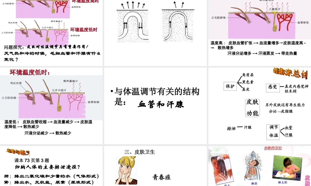 2014秋七年级生物下册 第四章 第二节 汗液的形成和排出（第2课时）课件 济南版