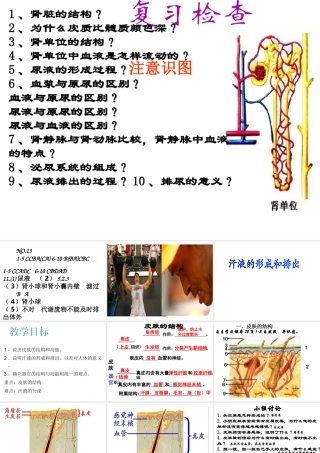 2014秋七年级生物下册 第四章 第二节 汗液的形成和排出（第2课时）课件 济南版