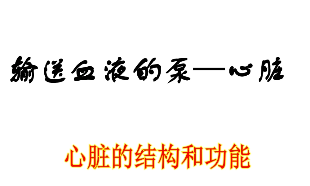 2014秋七年级生物下册 第四章 第三节 输送血液的泵—心脏（第1课时）课件 新人教版