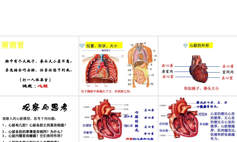 2014秋七年级生物下册 第四章 第三节 输送血液的泵—心脏（第1课时）课件 新人教版