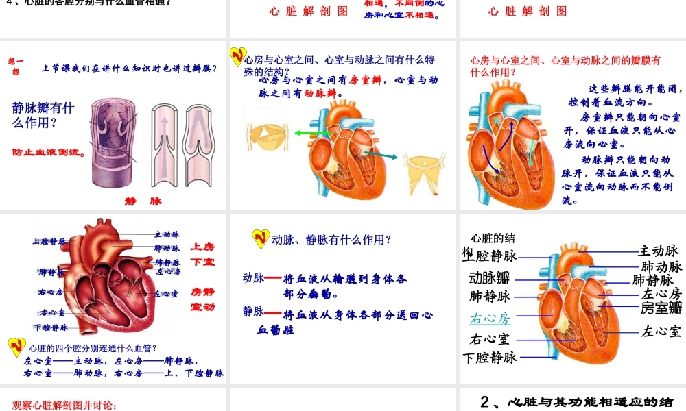 2014秋七年级生物下册 第四章 第三节 输送血液的泵—心脏（第1课时）课件 新人教版