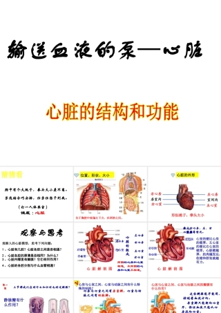 2014秋七年级生物下册 第四章 第三节 输送血液的泵—心脏（第1课时）课件 新人教版
