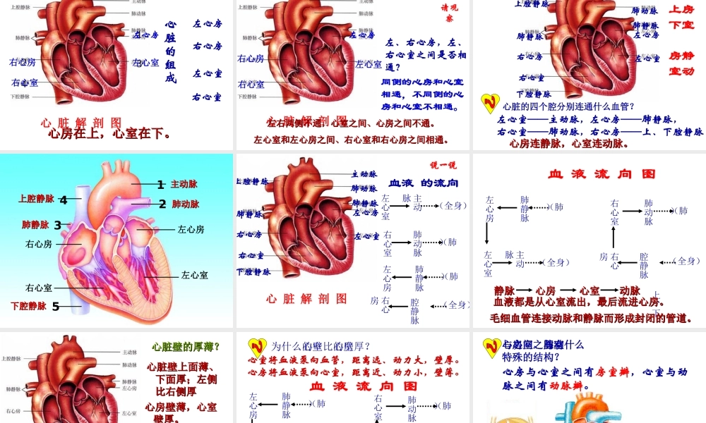 2014秋七年级生物下册 第四章 第三节 输送血液的泵—心脏（第2课时）课件 新人教版