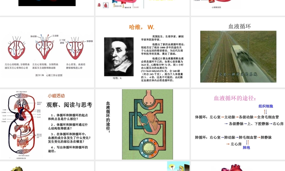 2014秋七年级生物下册 第四章 第三节 输送血液的泵—心脏（第3课时）课件 新人教版