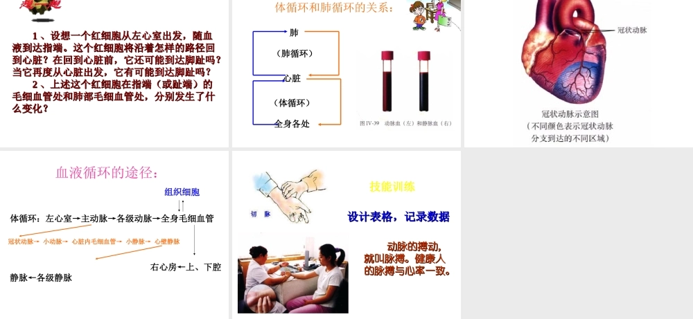 2014秋七年级生物下册 第四章 第三节 输送血液的泵—心脏（第3课时）课件 新人教版