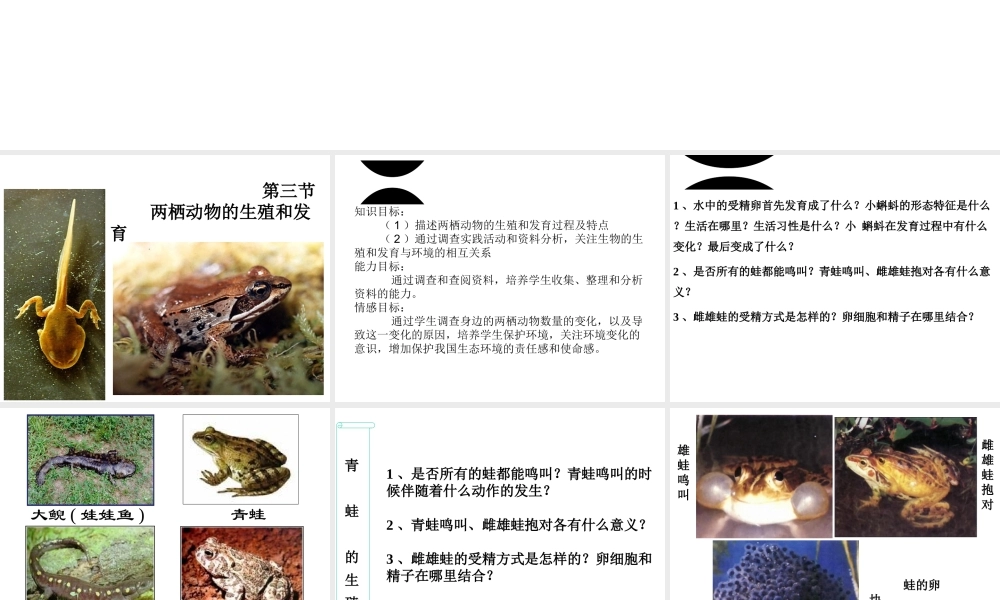 2015年八年级生物下册 7.1.3 两栖动物的生殖和发育课件 新人教版