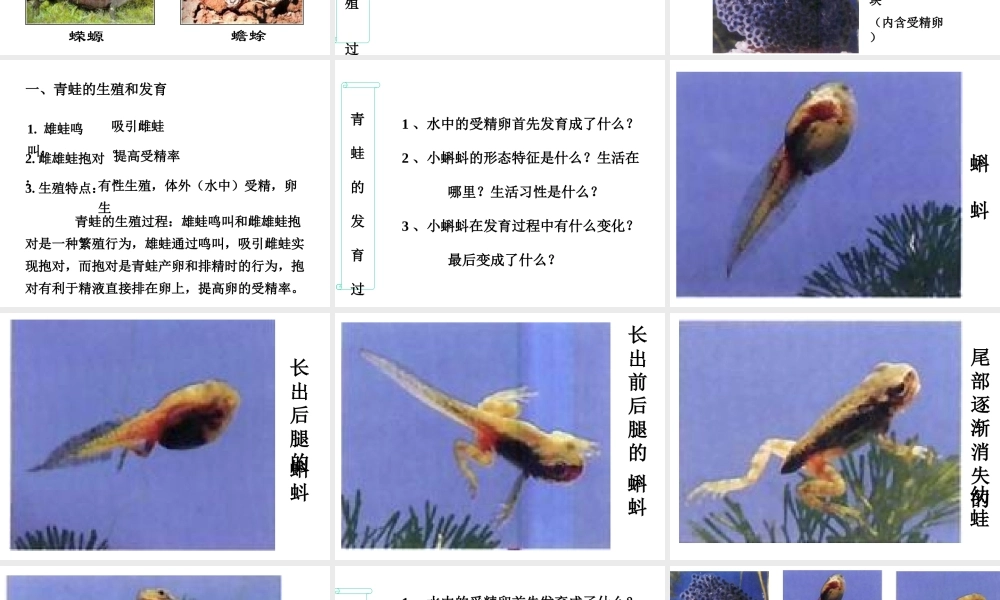 2015年八年级生物下册 7.1.3 两栖动物的生殖和发育课件 新人教版