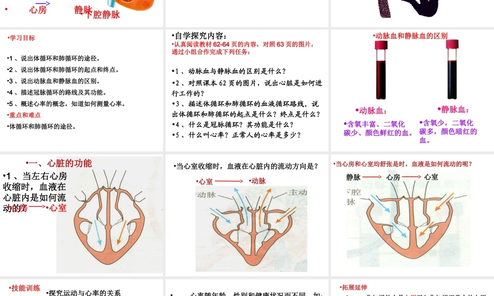 2014秋七年级生物下册 第四章 第三节 输送血液的泵—心脏（第4课时）课件 新人教版