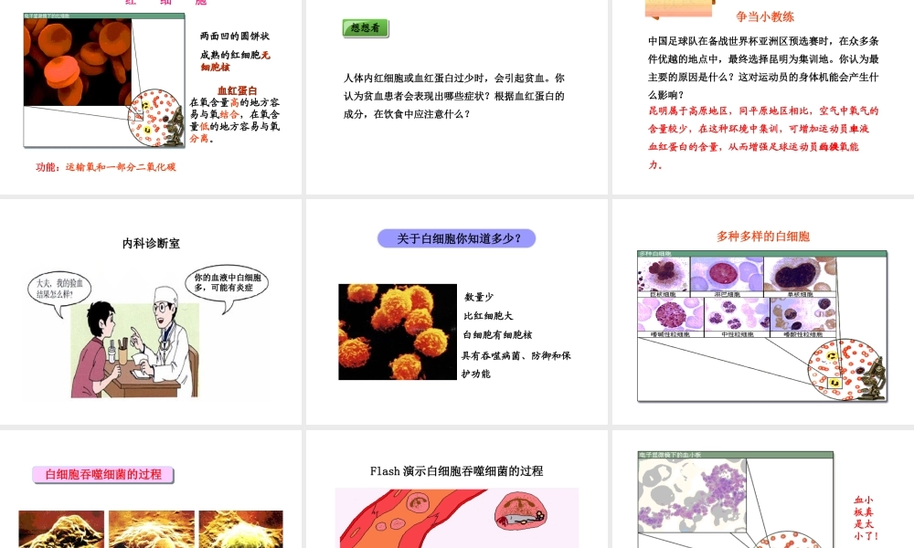 2014秋七年级生物下册 第四章 第一节 流动的组织——血液（第1课时）课件 新人教版