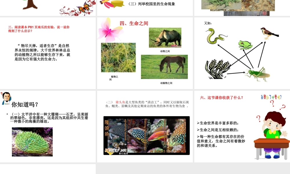 2014秋七年级政治上册 第三单元 第一课 第1框 神奇的生命世界课件 新人教版