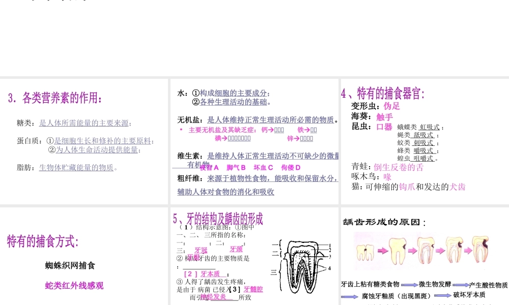 4.2 食物的消化与吸收