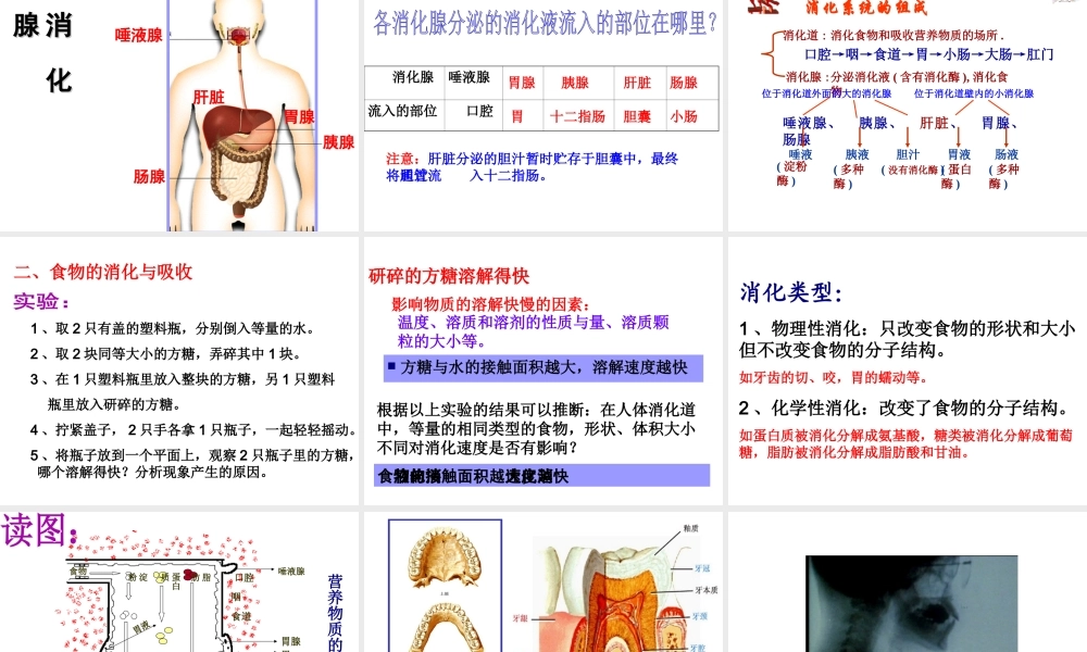 4.2 食物的消化与吸收