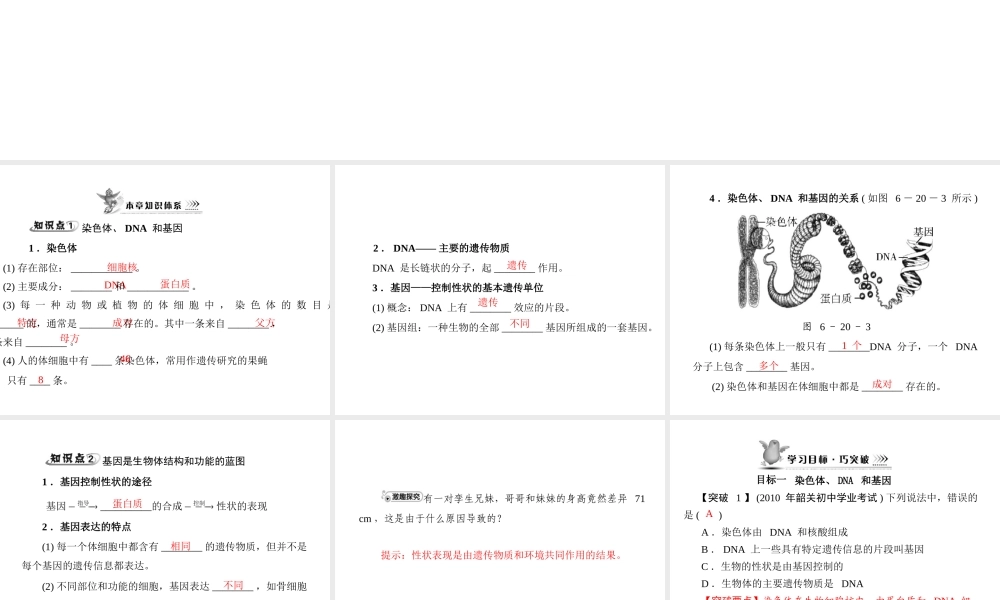 《随堂优化训练》2011年八年级生物上册 第6单元 第20章 第2节 性状遗传的物质基础课件 北师大版