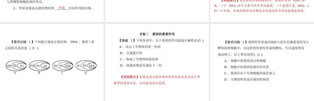 《随堂优化训练》2011年八年级生物上册 第6单元 第20章 第2节 性状遗传的物质基础课件 北师大版
