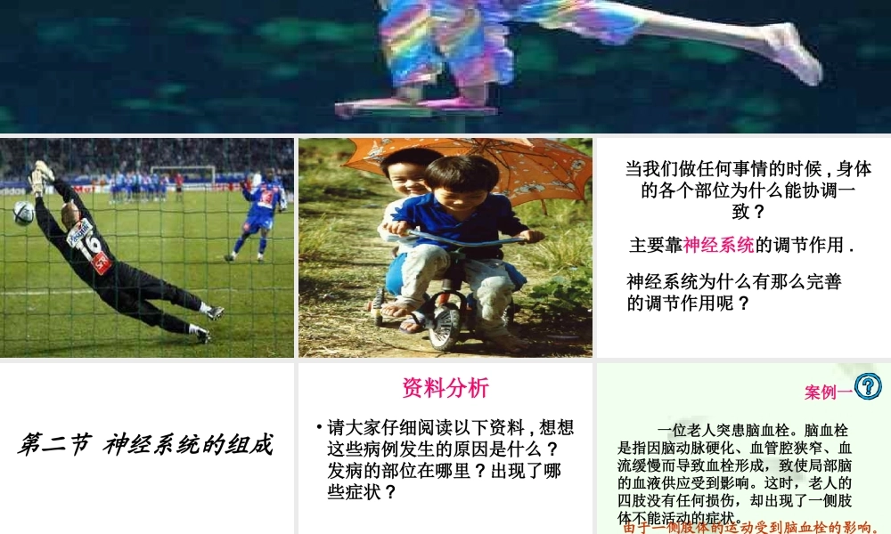 6.2 神经系统的组成课件(1)