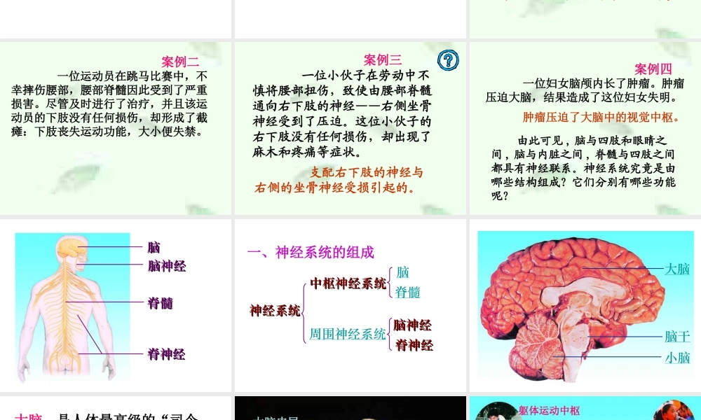 6.2 神经系统的组成课件(1)