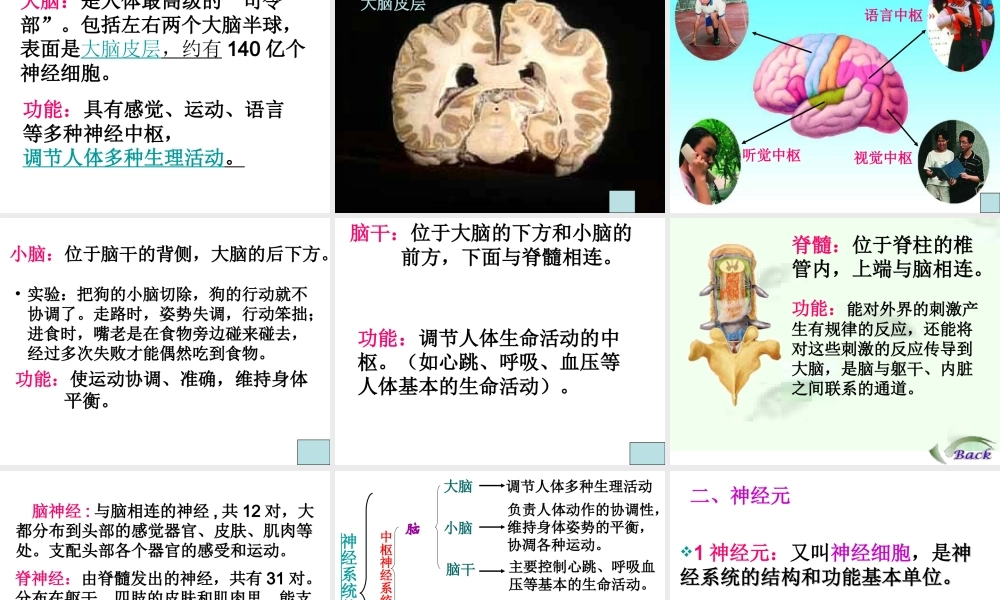 6.2 神经系统的组成课件(1)
