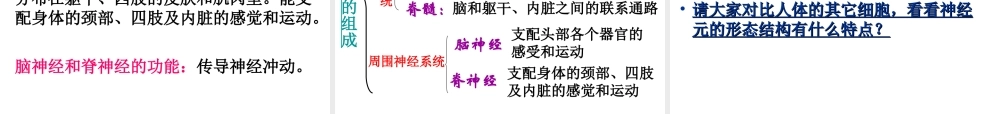 6.2 神经系统的组成课件(1)
