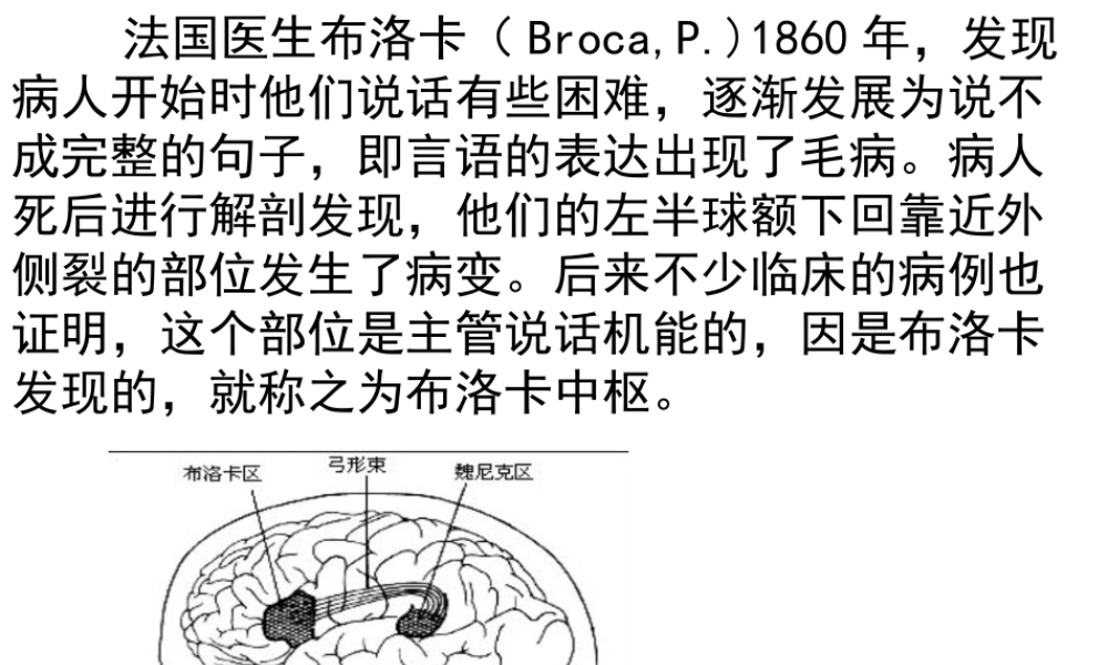 6.2 神经系统的组成课件(2)