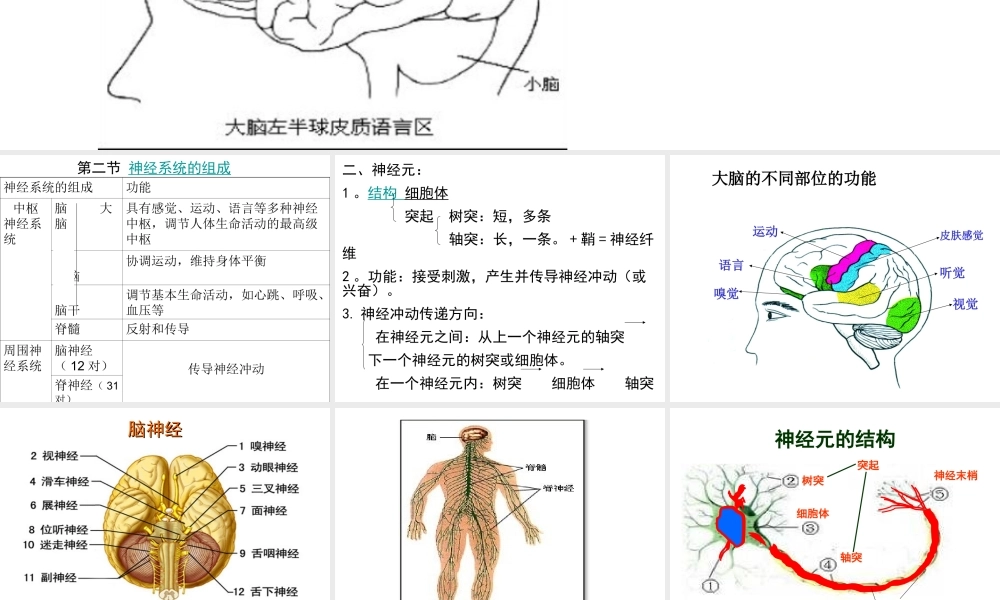 6.2 神经系统的组成课件(2)