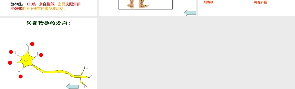 6.2 神经系统的组成课件(2)