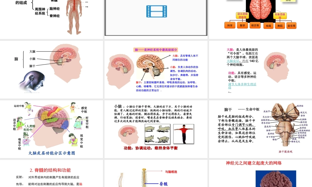 6.2 神经系统的组成课件(3)