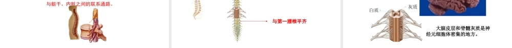 6.2 神经系统的组成课件(3)