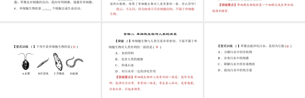 《随堂优化训练》2011年七年级生物上册 第二单元 第三章 第三节 只有一个细胞的生物体配套课件 人教新课标版