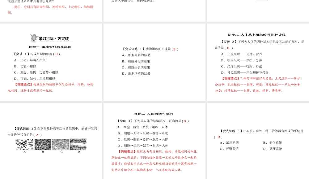 《随堂优化训练》2011年七年级生物上册 第二单元 第三章 第一节 动物体的结构层次配套课件 人教新课标版