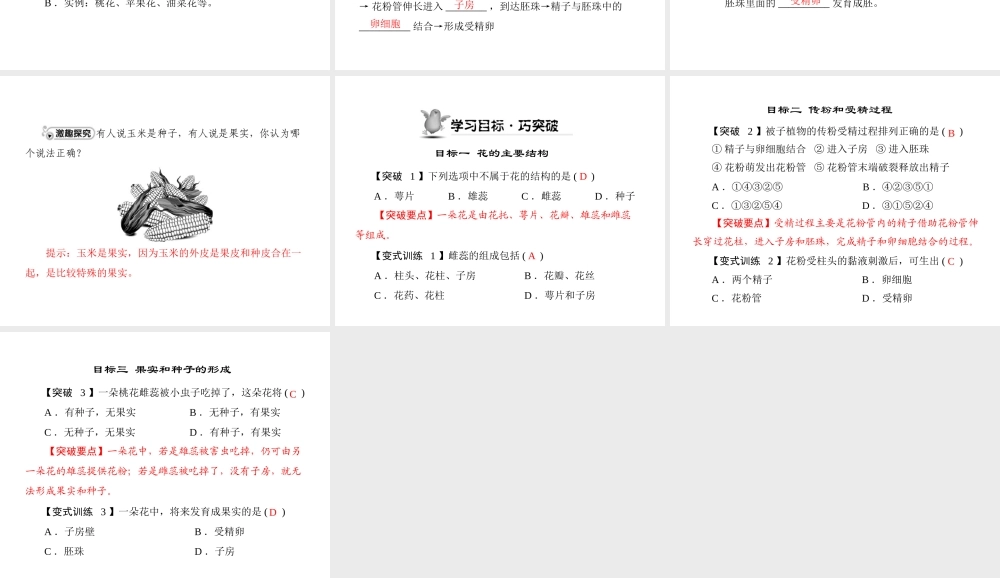 《随堂优化训练》2011年七年级生物上册 第三单元 第二章 第三节 开花和结果配套课件 人教新课标版