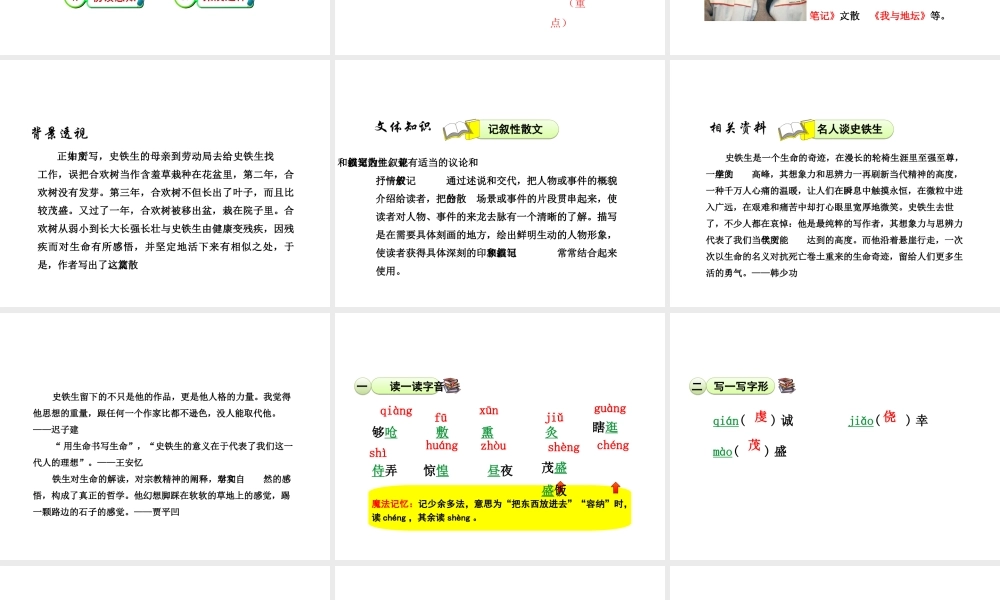 2级语文下册 第一单元 4 合欢树课件 语文版