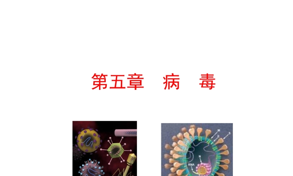 【世纪级生物上册 情境互动课型 5.5 病毒课件 （新版）新人教版