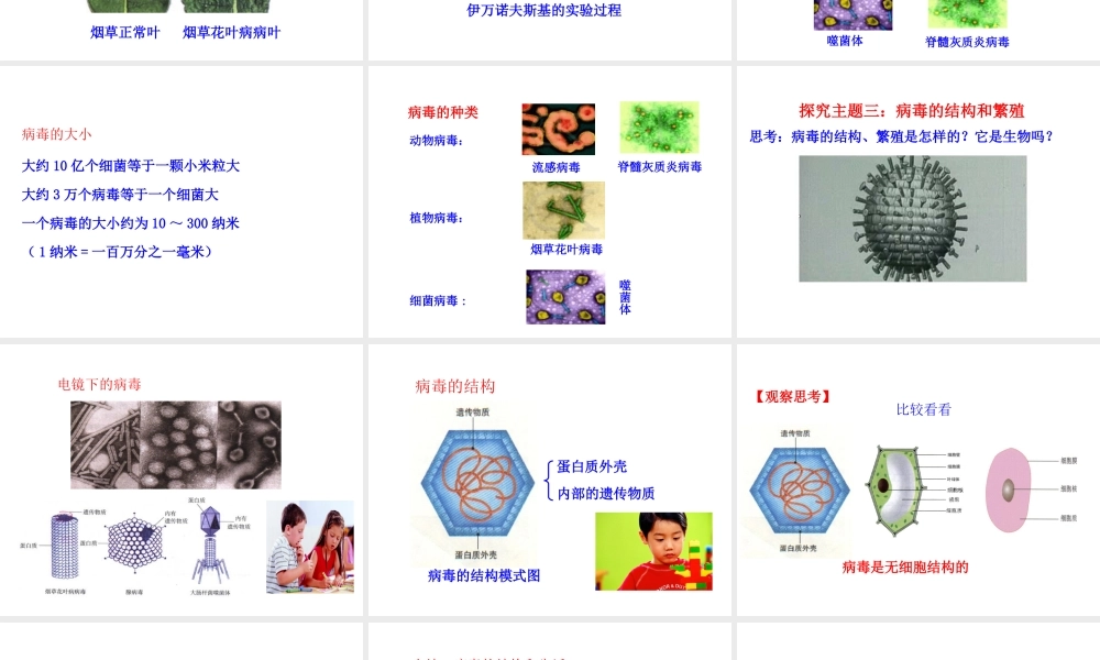 【世纪级生物上册 情境互动课型 5.5 病毒课件 （新版）新人教版