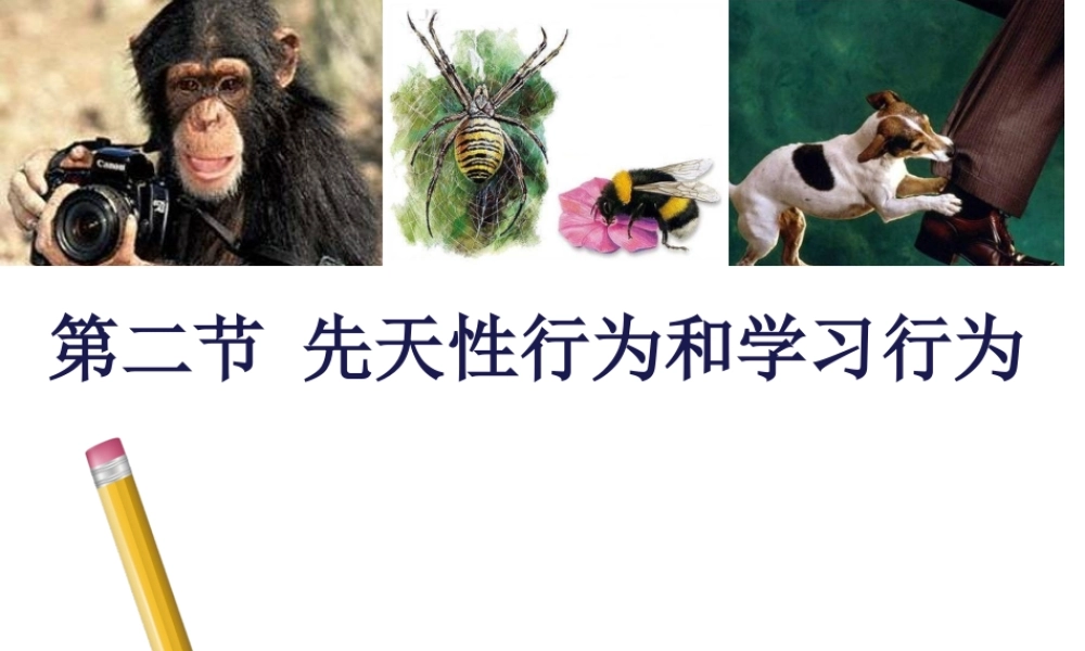 2019秋八年级生物上册 5.2.2先天性行为和学习行为课件+素材 （新版）新人教版