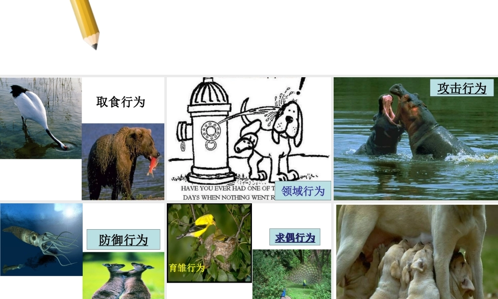 2019秋八年级生物上册 5.2.2先天性行为和学习行为课件+素材 （新版）新人教版