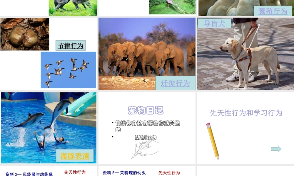 2019秋八年级生物上册 5.2.2先天性行为和学习行为课件+素材 （新版）新人教版