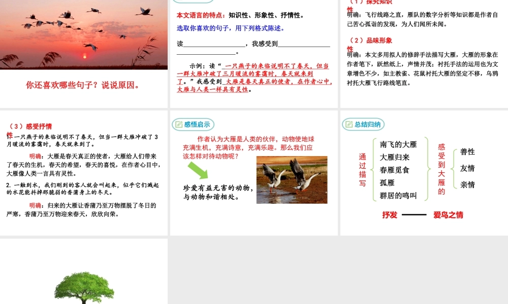 2019年春八年级语文下册 第二单元 7 大雁归来课件 新人教版