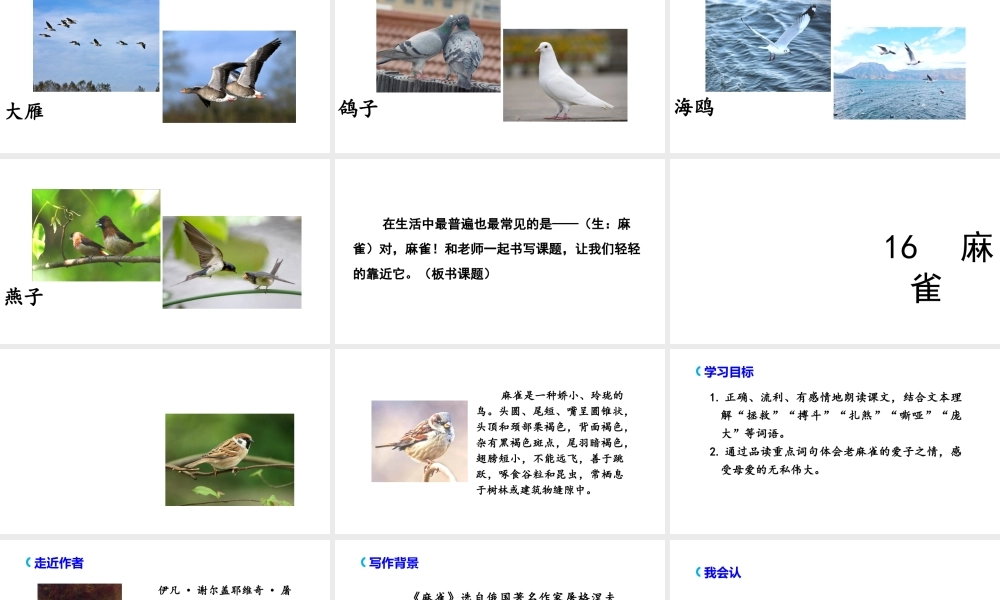 2019秋四年级语文上册 第五单元 16 麻雀课件