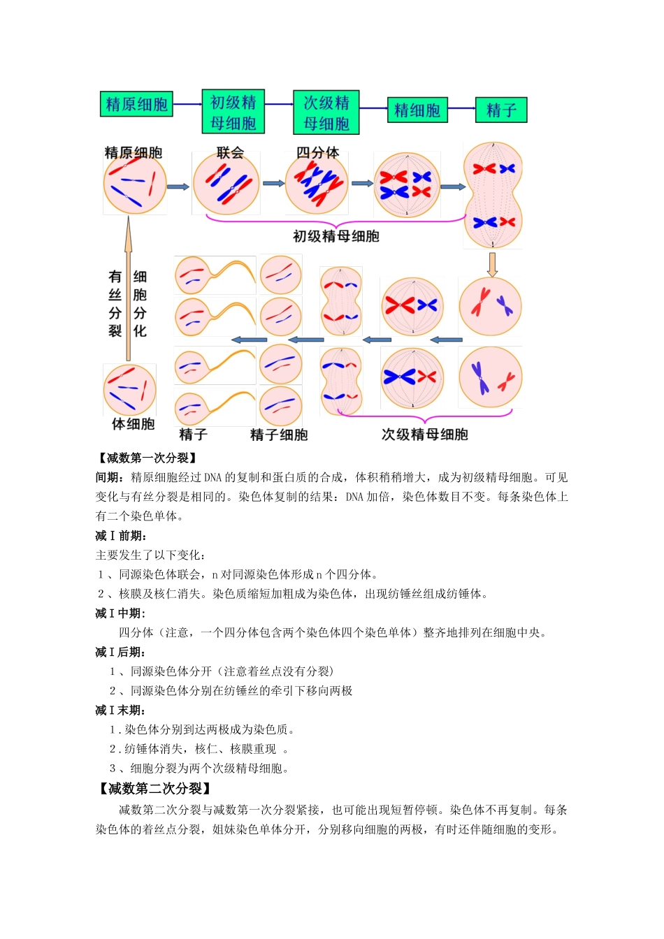 河北省2011届高三生物一轮复习精品教案 5 遗传的细胞基础 新人教版_第2页