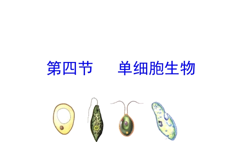 【世纪金榜】2015-2016学年七年级生物上册 2.2.4 单细胞生物教学课件 （新版）新人教版