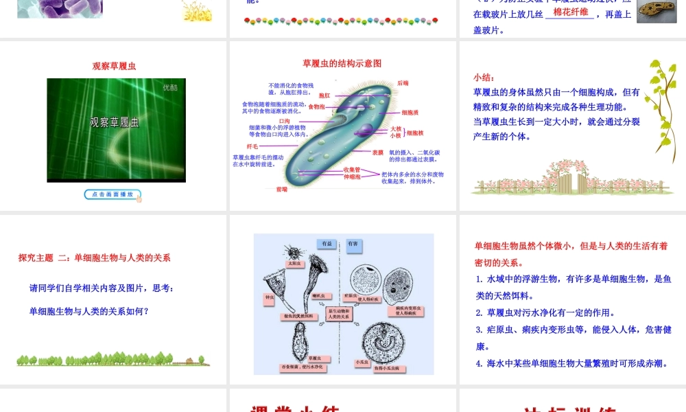 【世纪金榜】2015-2016学年七年级生物上册 2.2.4 单细胞生物教学课件 （新版）新人教版