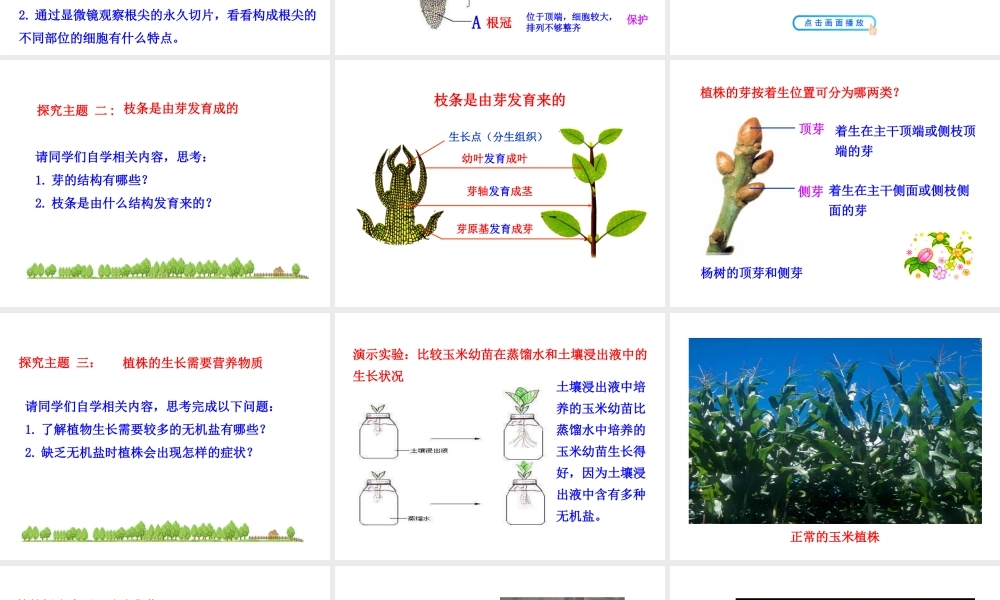 【世纪金榜】2015-2016学年七年级生物上册 3.2.2 植株的生长教学课件 （新版）新人教版