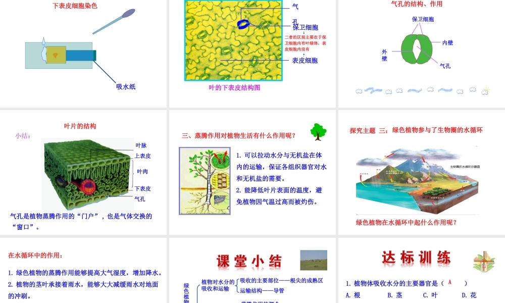 【世纪金榜】2015-2016学年七年级生物上册 3.3 绿色植物与生物圈的水循环教学课件 （新版）新人教版